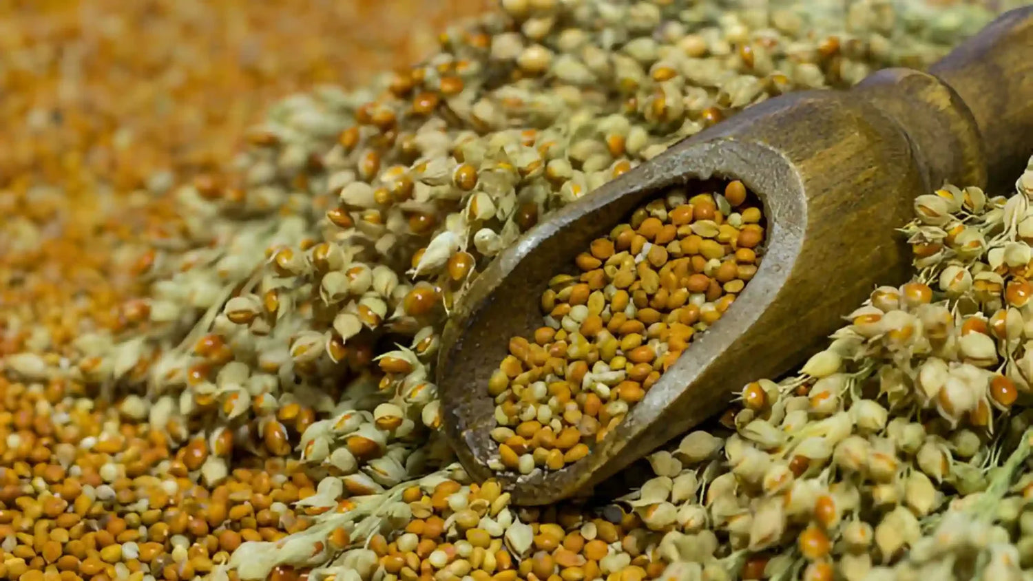 Jowar Millet: Benefits, Nutrition, Uses, Recipes, Side Effects & More