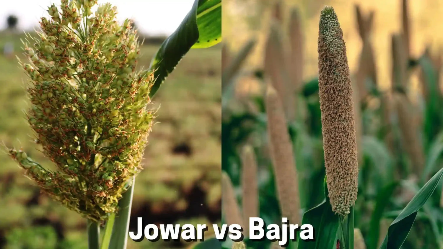 Jowar vs Bajra: Which is better for weight loss?