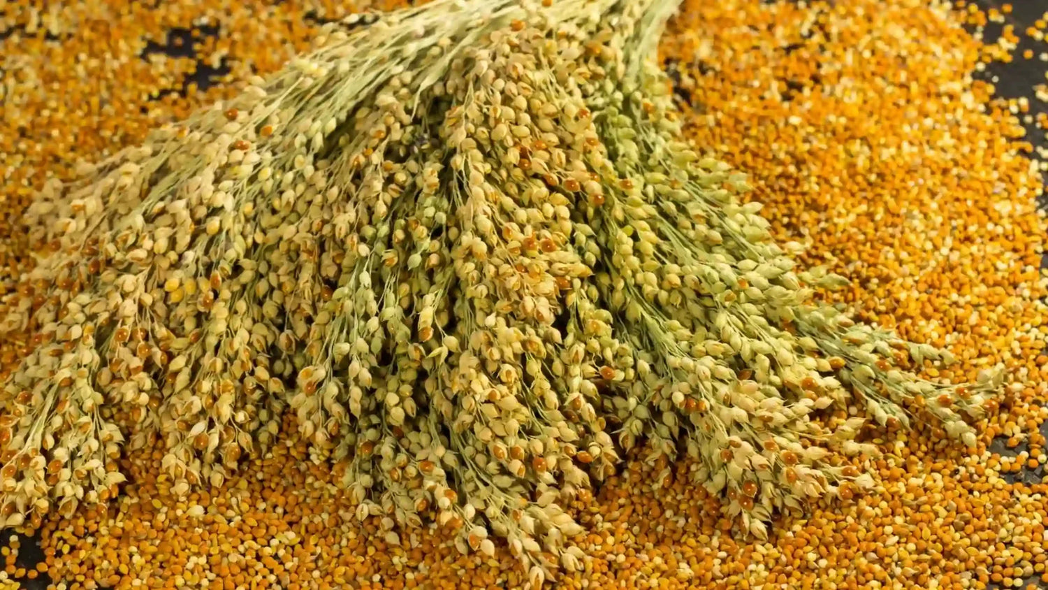 Kutki Millet Benefits and Side Effects: The Ultimate Guide