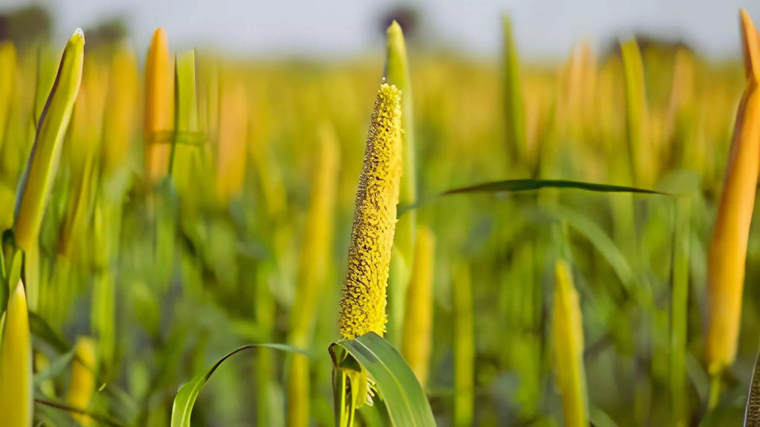 7 Health Benefits Of Pearl Millet (Bajra/Kambu) You Should Know