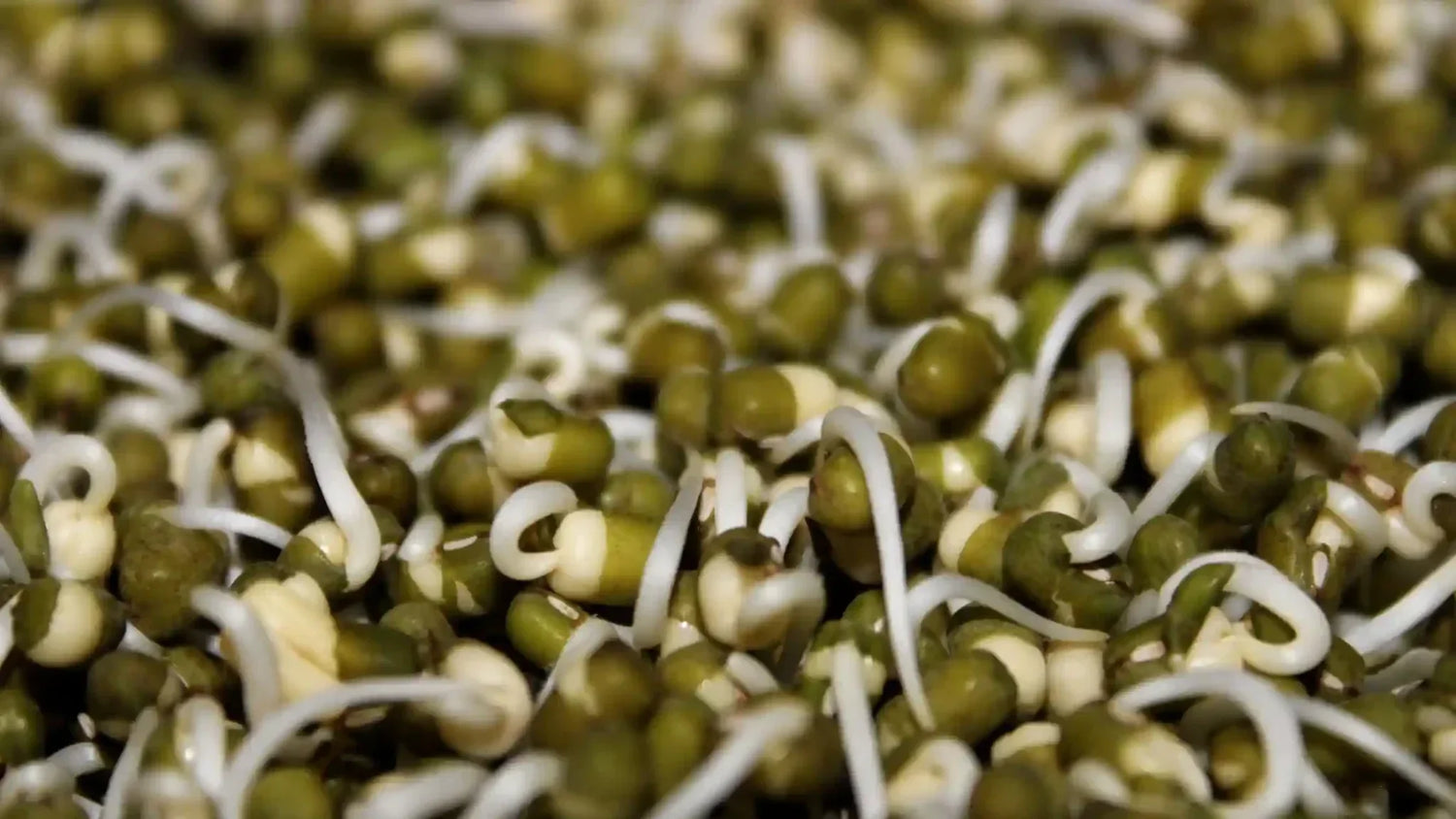 Protein in Sprouts And 10 Amazing Health Benefits