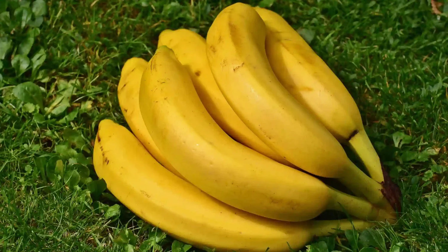 10 Amazing Benefits of Robusta Banana