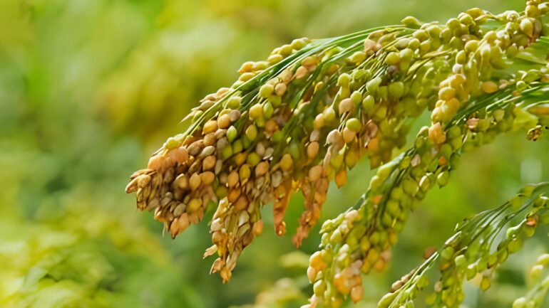 Proso Millet