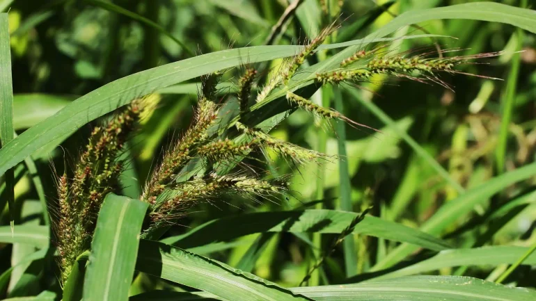 finger millet