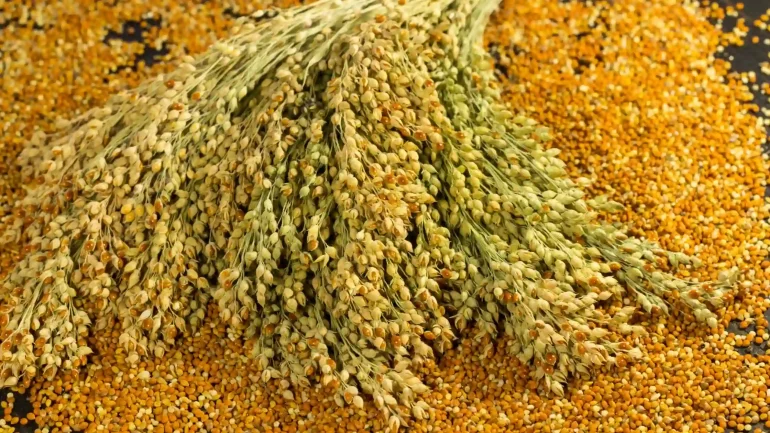 kutki millet