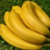 robusta banana benefits