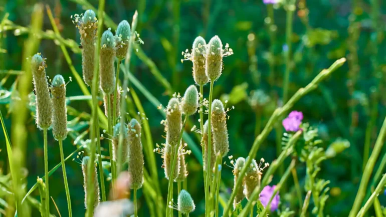 benefits of Isabgol